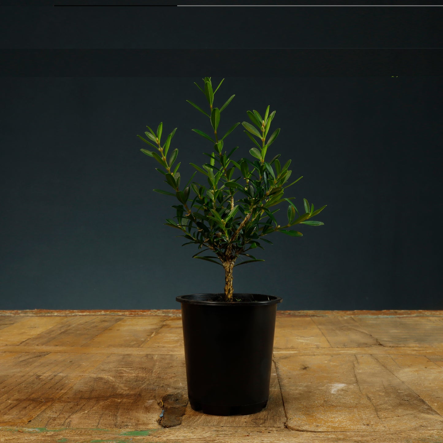 Buxus Harlandii Bonsai Starter