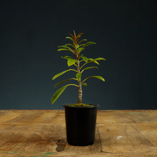 Ficus Little Ruby Bonsai Starter