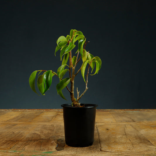 Ficus Benjamina Bonsai Starter
