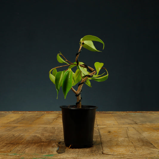 Ficus Benjamina Bonsai Starter - Wired