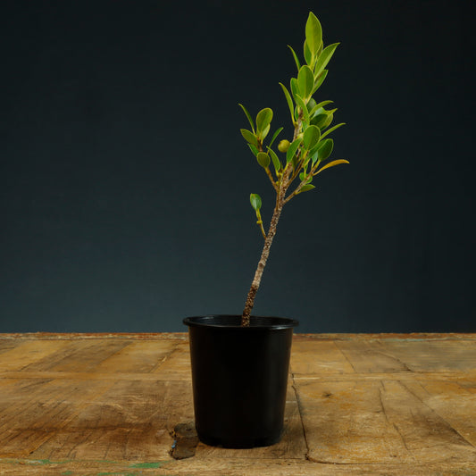 Tiger Bark Ficus Bonsai Starter