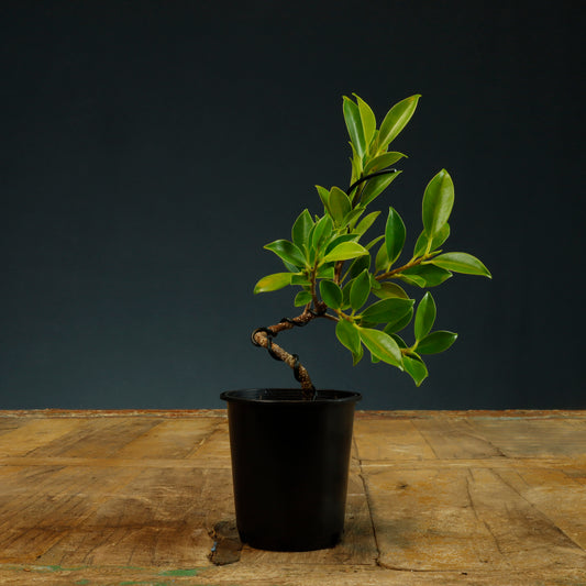 Tiger Bark Ficus Bonsai Starter - Wired