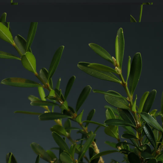 Buxus Harlandii Bonsai Starter
