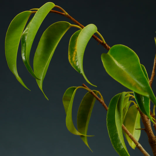 Ficus Benjamina Bonsai Starter - Wired