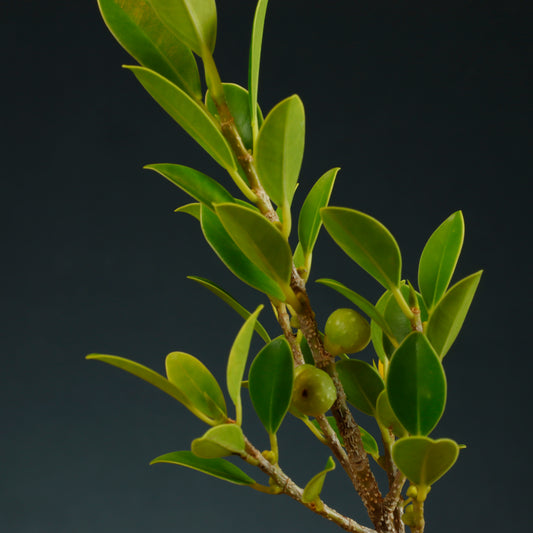 Tiger Bark Ficus Bonsai Starter - Wired