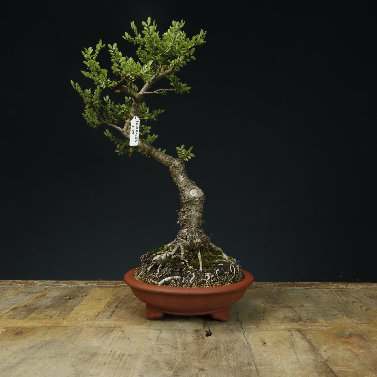 Seiju Elm Bonsai #2 - Pick Up Only