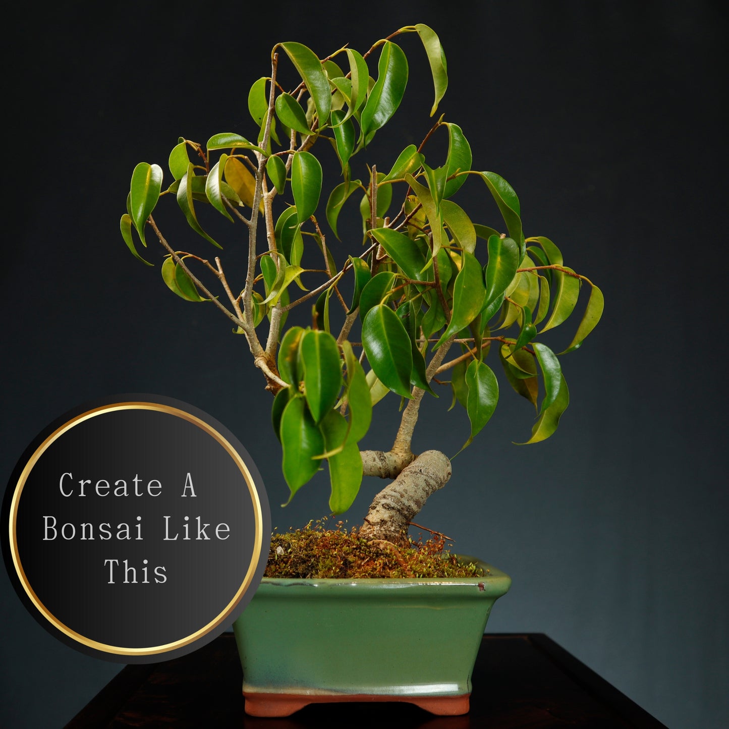 Make Your Own Bonsai Workshop - Sat Nov 22nd