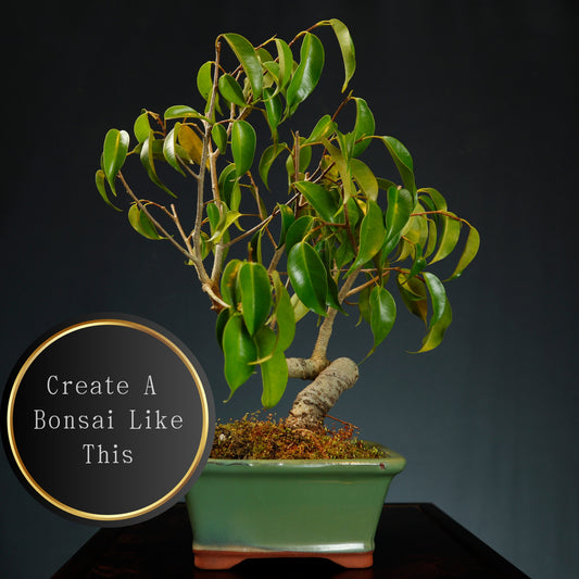 Make Your Own Bonsai Workshop - Sun Nov 2nd