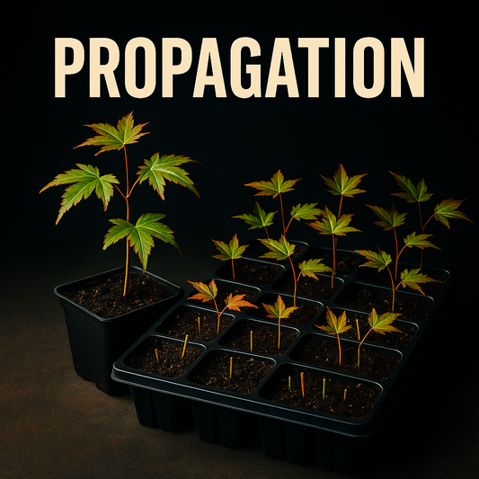 Winter Class 4 - Propagation