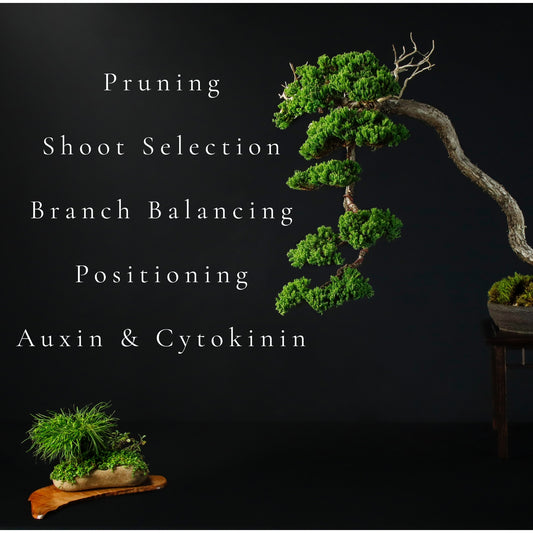 Spring Class 3 - Mid Spring Overview