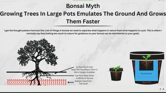 Spring Class 4 - Bonsai Myths