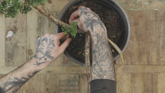 Summer Class 4 - Intermediate Wiring