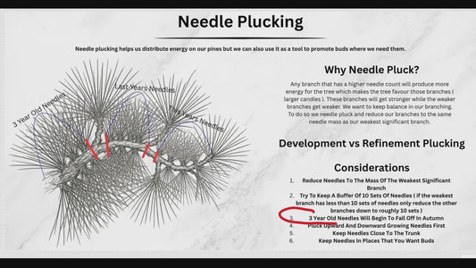 Summer Class 2 - Black Pine Intensive