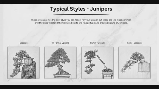 Summer Class 5 - Juniper Intensive