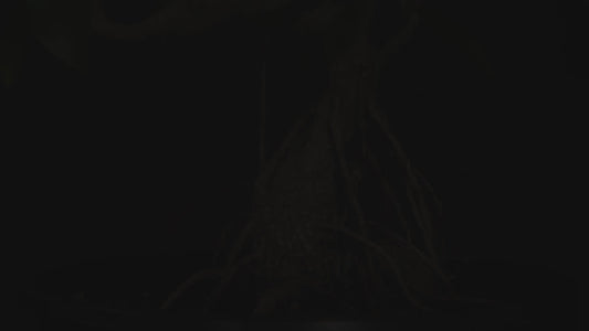 Autumn Class 4 - Bonsai Design Intensive pt 2