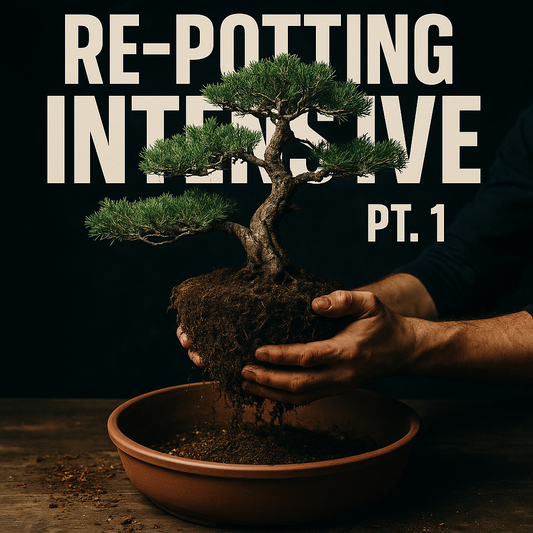 Winter Class 2 Live Replay Digital Download - Re-Potting Intensive Pt 1