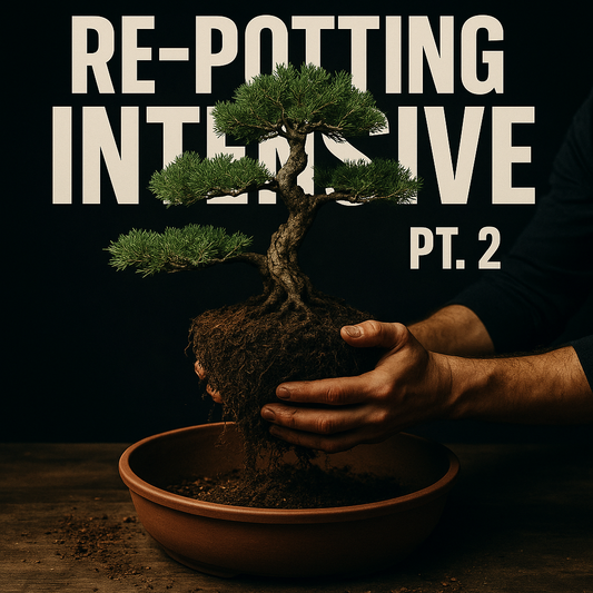 Winter Class 2 Live Replay Digital Download - Re-Potting Intensive Pt 2