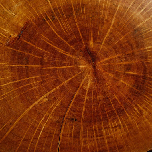 Bonsai Display Jita - Oval Freeform #2