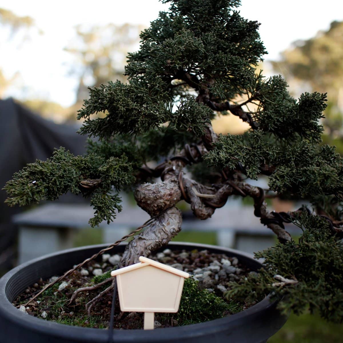 Bonsai Tree Label ( House )