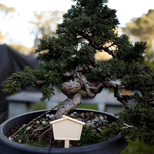 Bonsai Tree Label ( House )