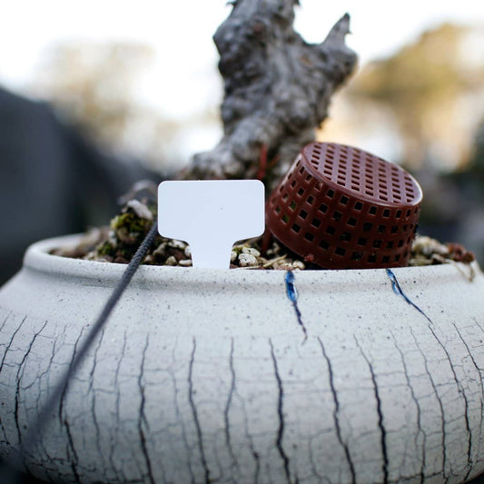 Bonsai Tree Label ( Y Shape )