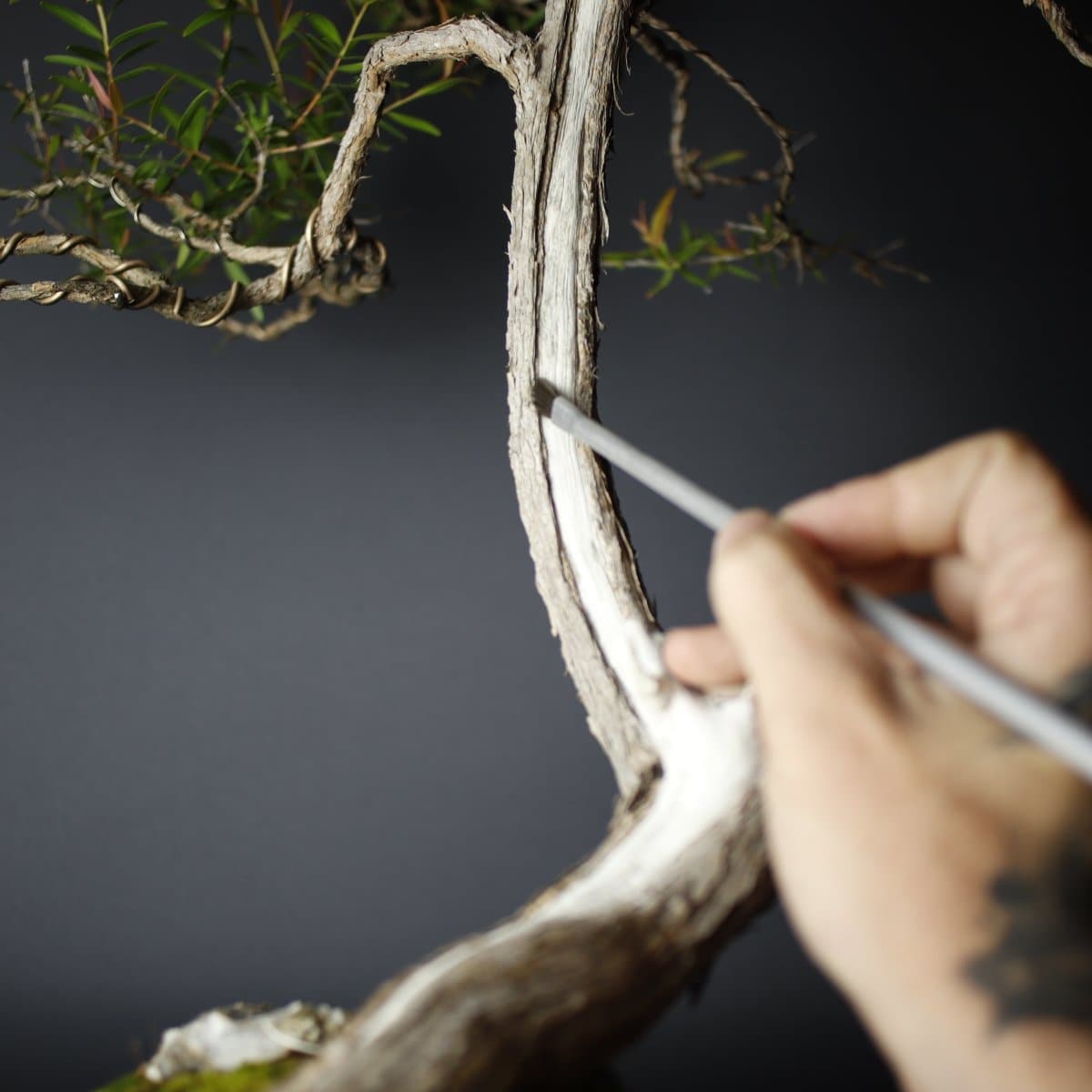 Fine Detail Bonsai Deadwood Cleaning Brush - Bonsai-En